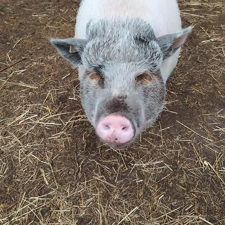 Ferienhaus Ratsmühle, Haus Am Teich